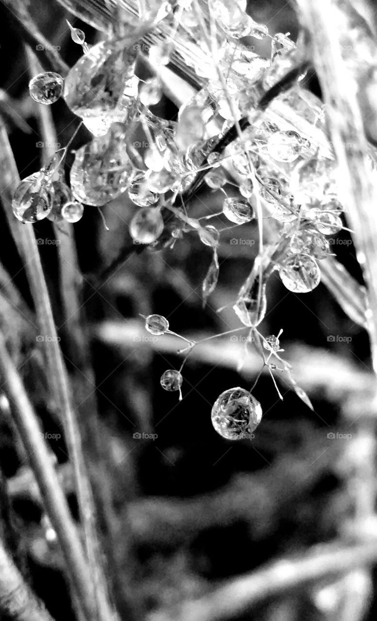 Frozen waterdrops on grass black and white