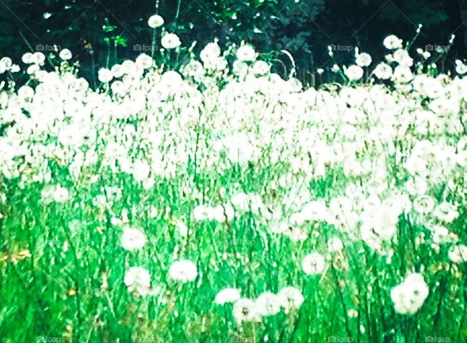 Grassy dandelions 