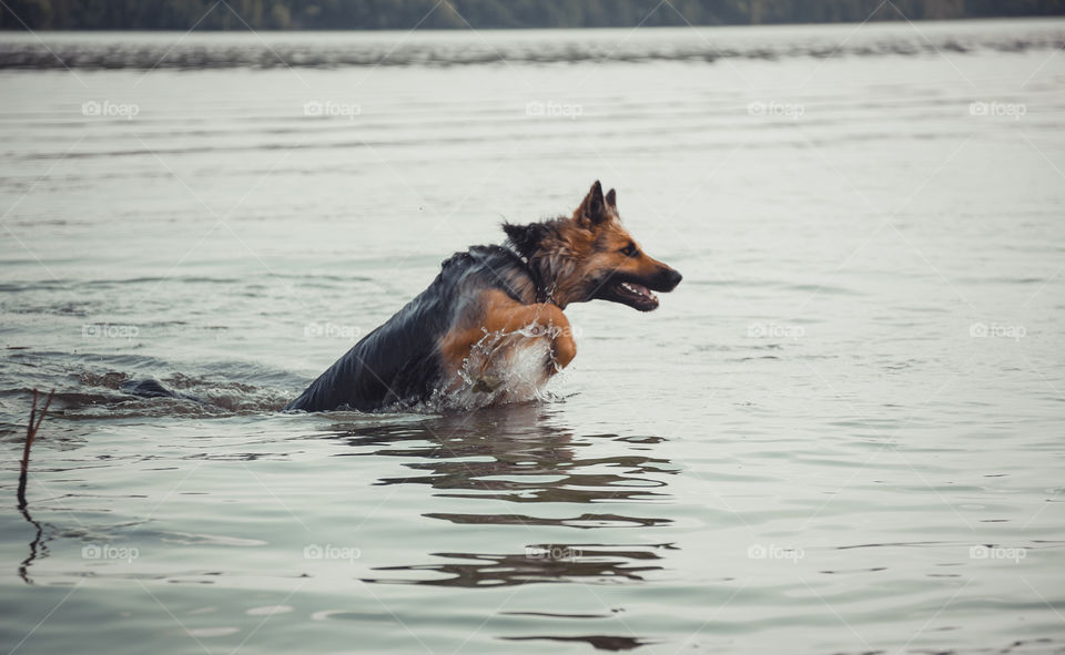 German shepherd dog swims in river