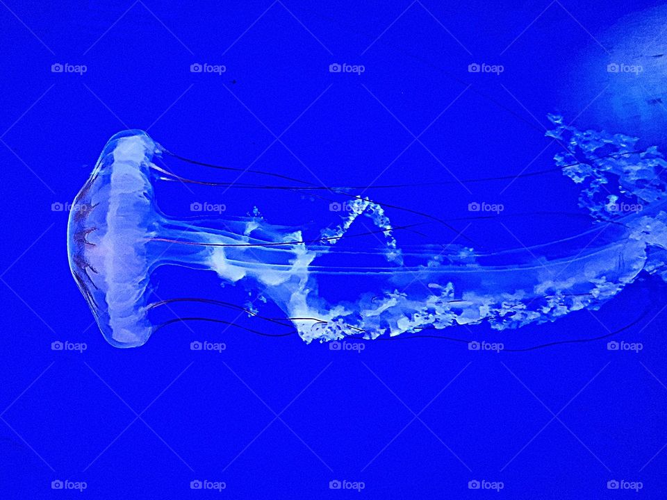 Qualle im blauen Wasser