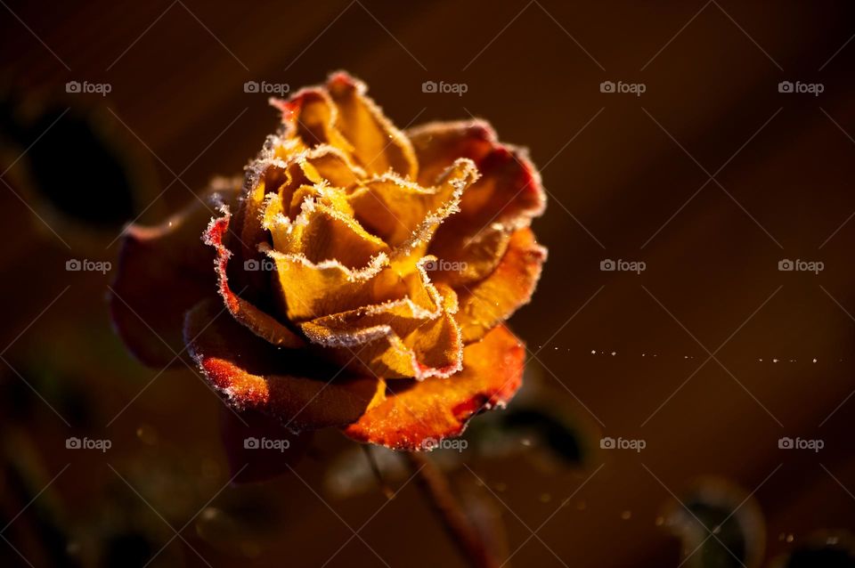 Frozen rose