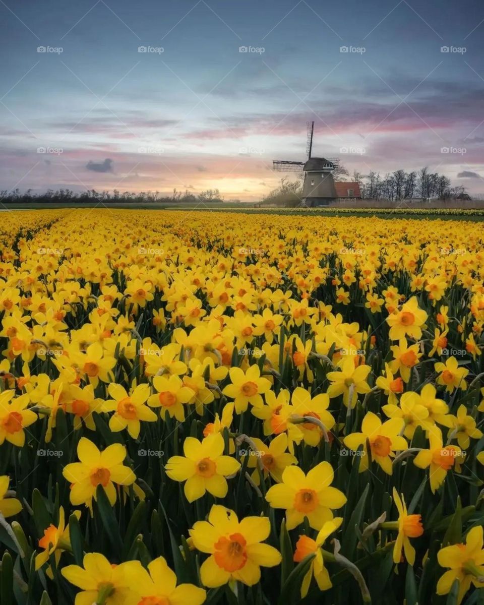 do you like this nature photo