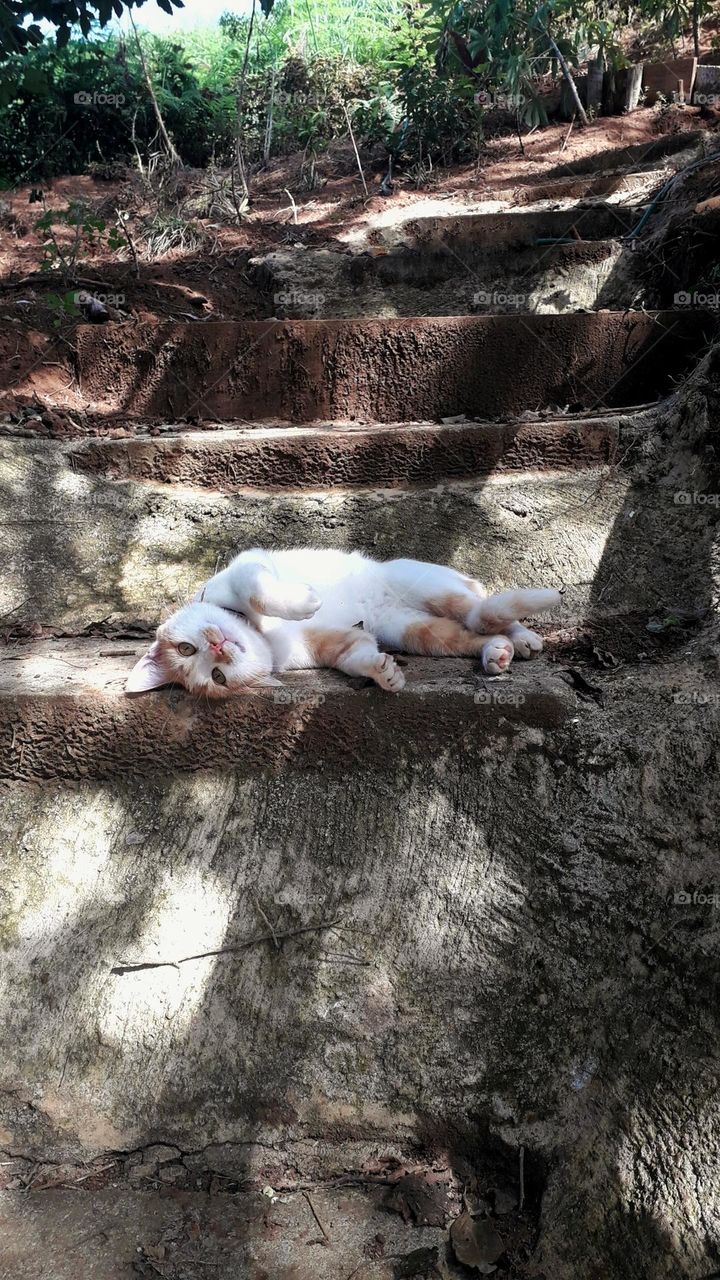 cute cat laying on  the stairs