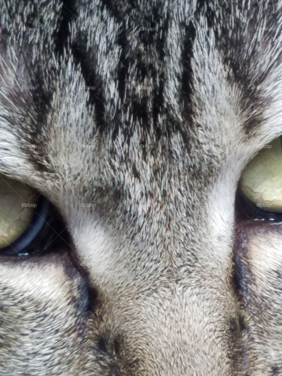 closeup tabby cat