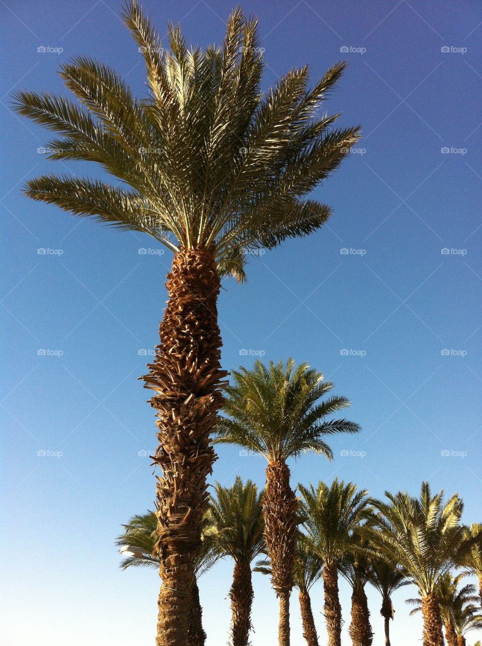 travel summer palm trees by bventresca
