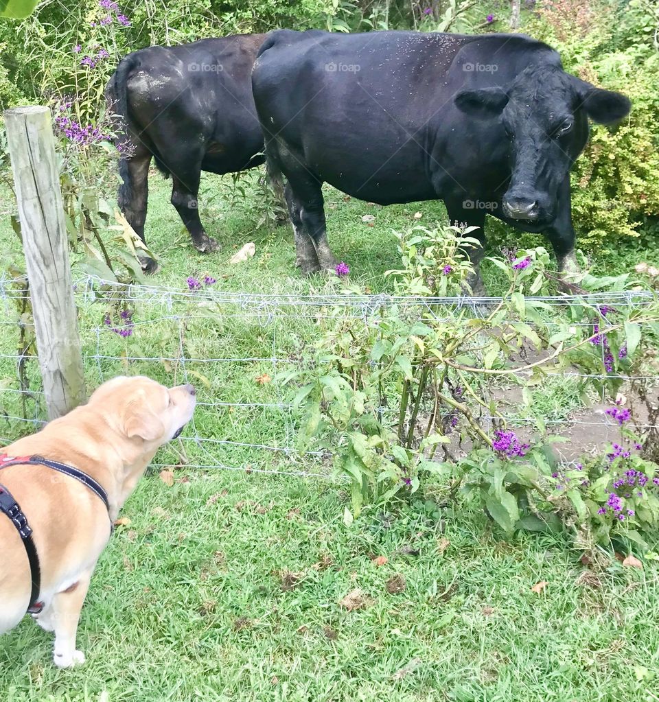 Wow! You two are big dogs. What gym do you go to 