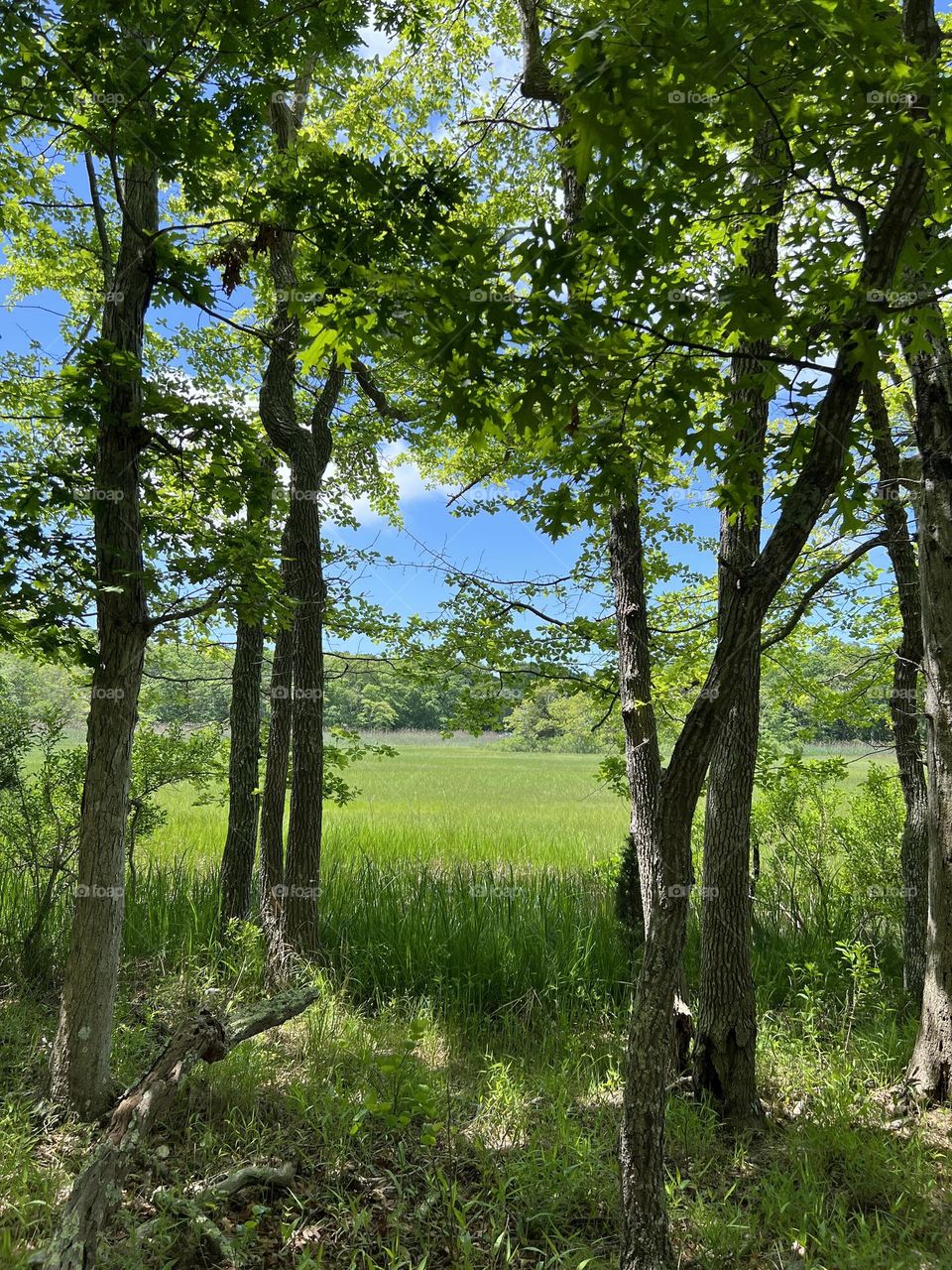 Hiking in the forest