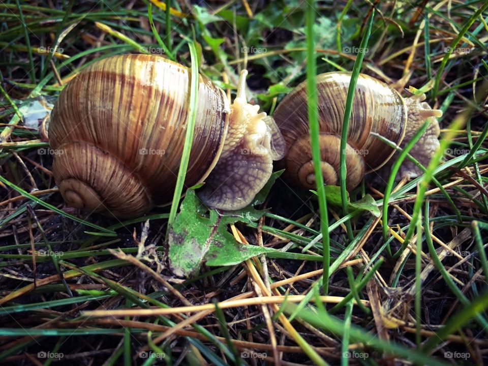Two Vineyard Snails 