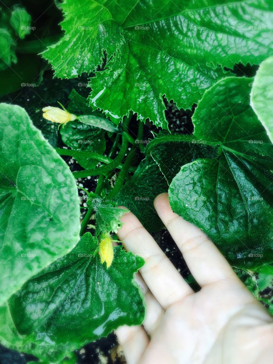 Cucumber in blooms