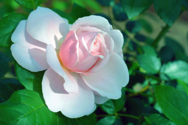 Pink rose in the garden.