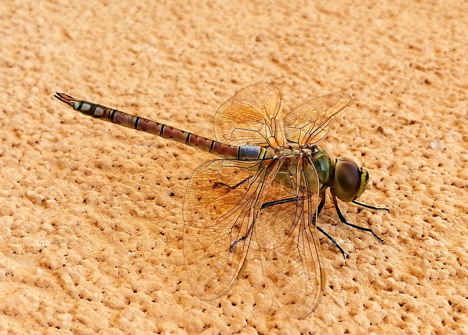 Dragonfly Close up