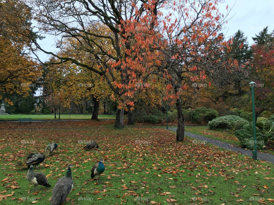 Peacocks gathering