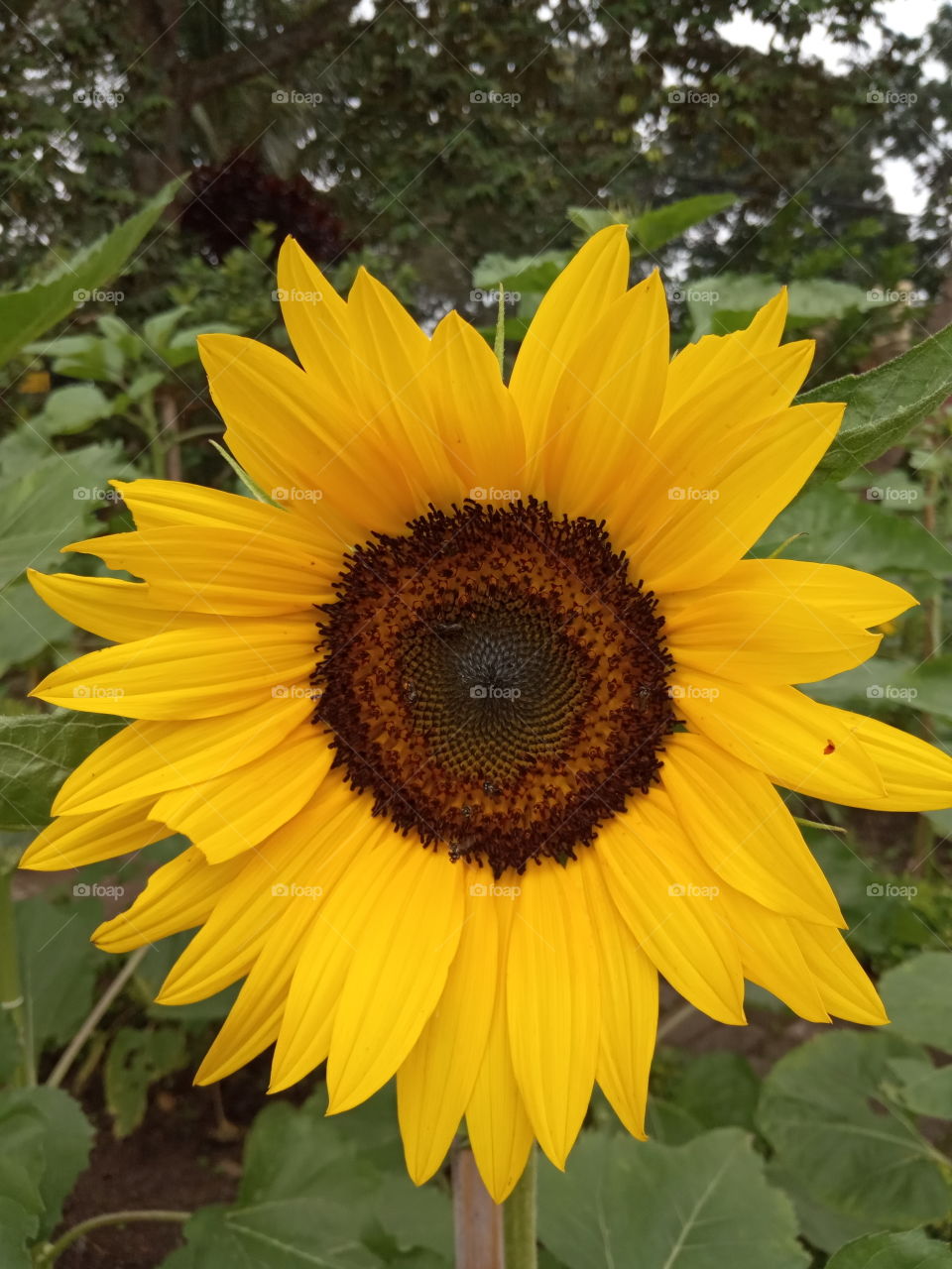 sun flower