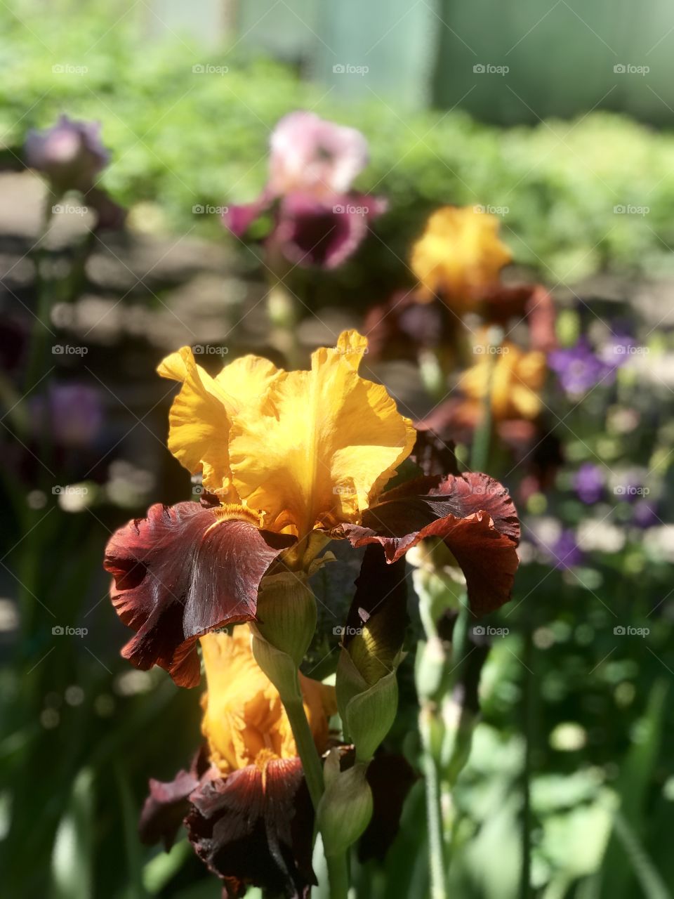 beautiful flowering irises in the garden