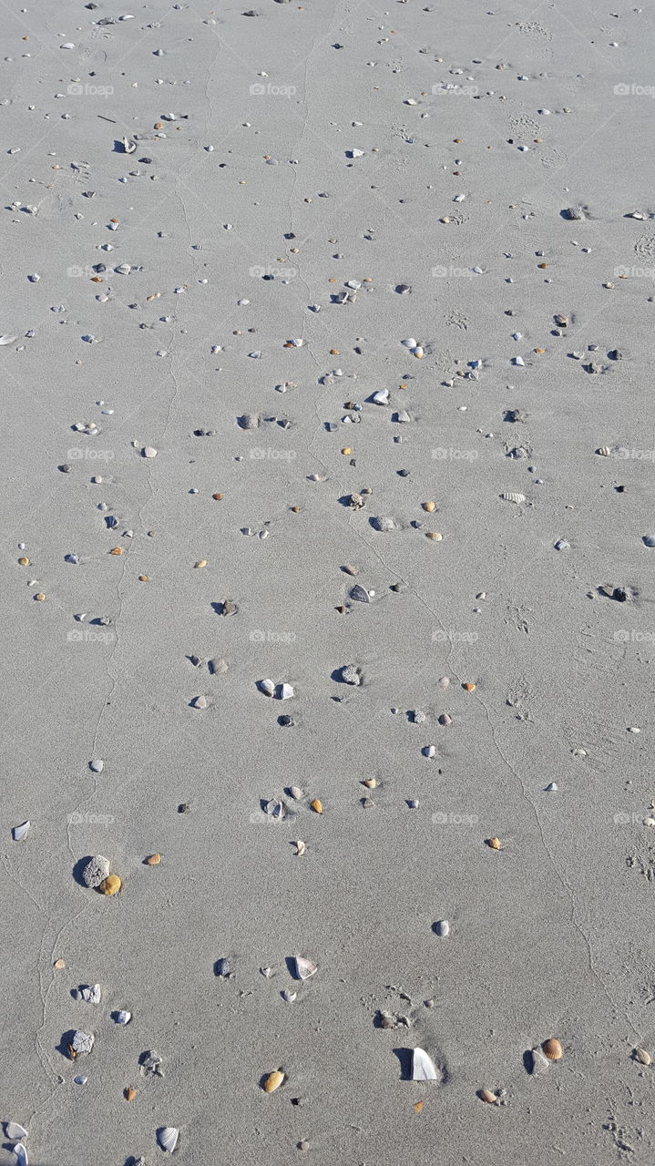 Garden City Beach, South Carolina sea shells