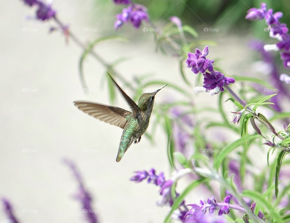 Hummingbird, flowers, purple, still shot, green, 
