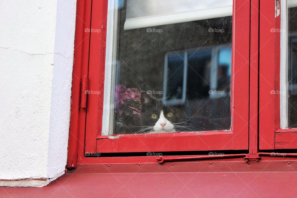 Cute friend at the window . Cute kitty in Ystad, Sweden 