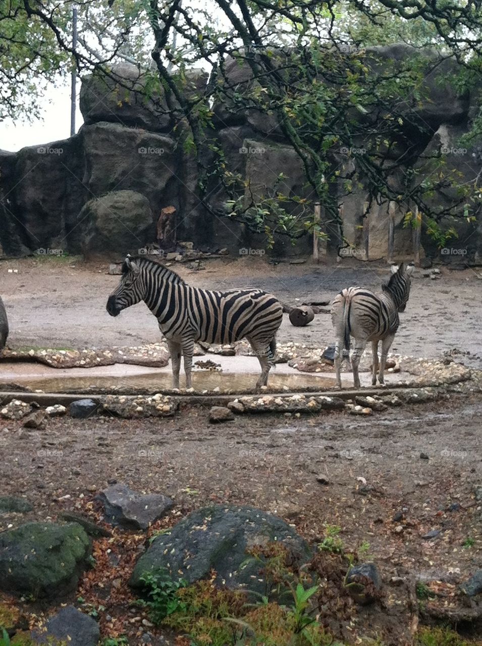 Zebras