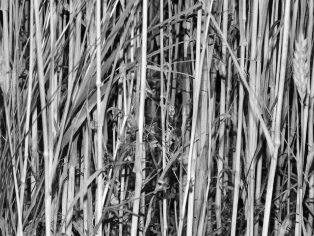 Cereal in black and white