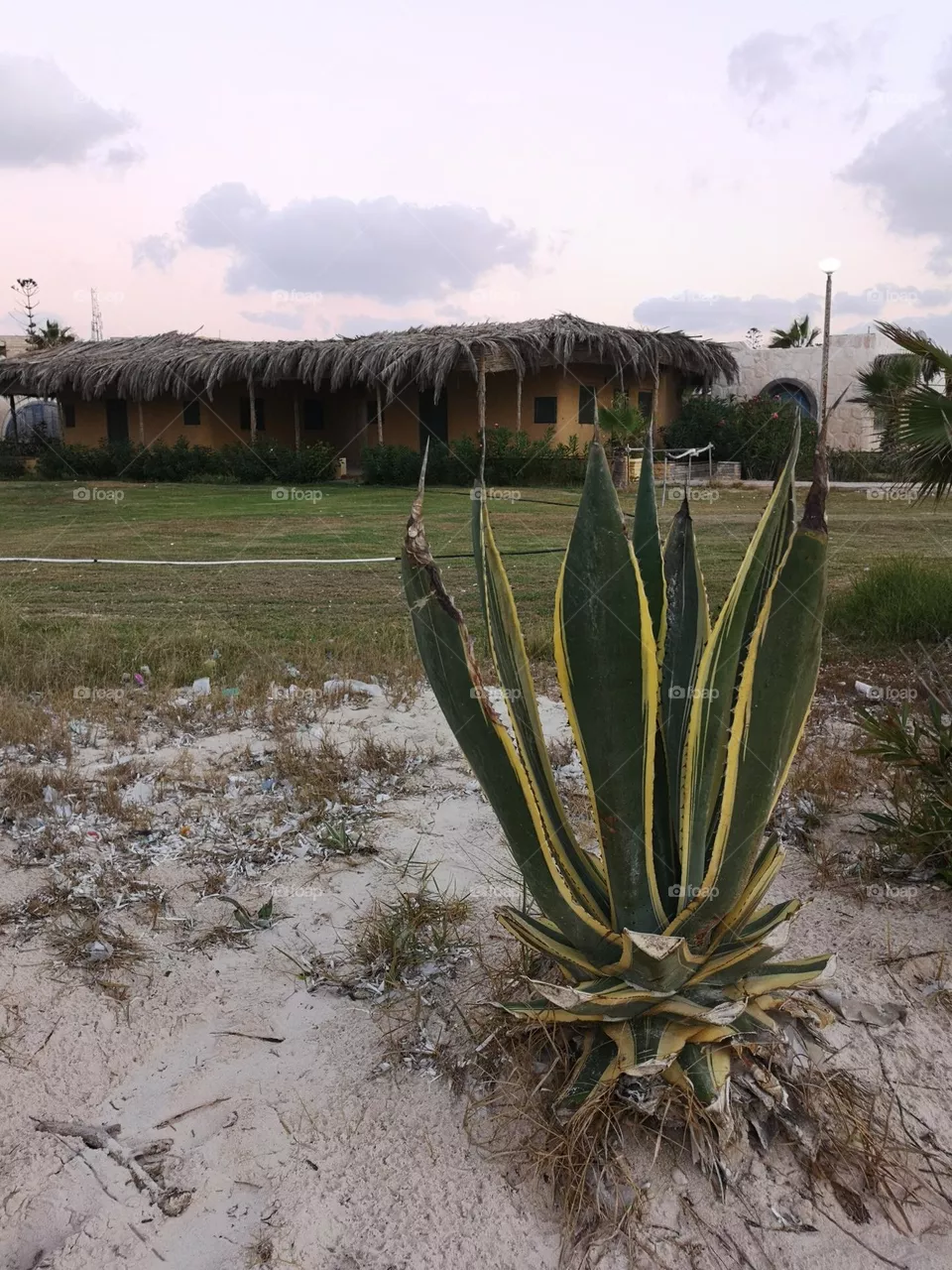 Cactuses