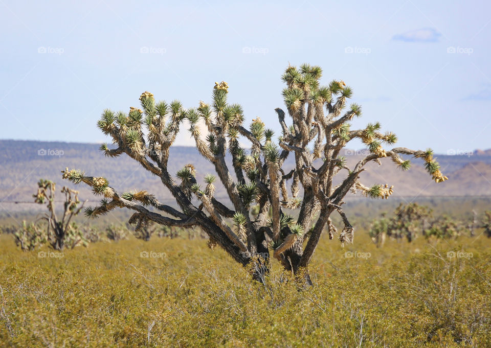 Joshua tree