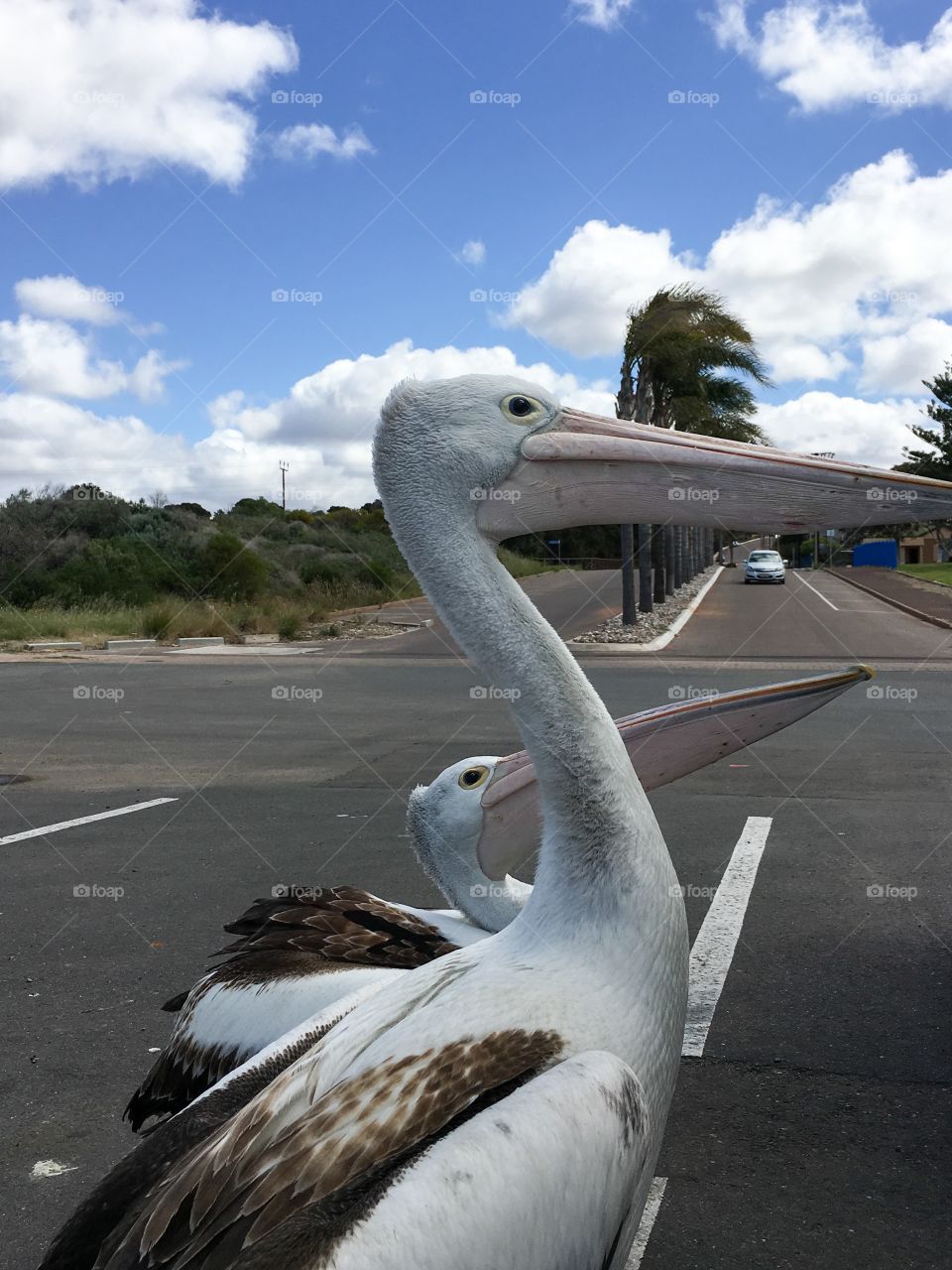 Begging Pelicans in car park parking lot