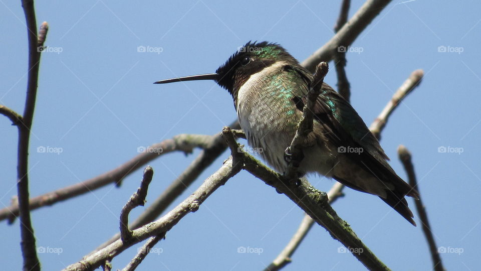 Ruby throated hummingbird