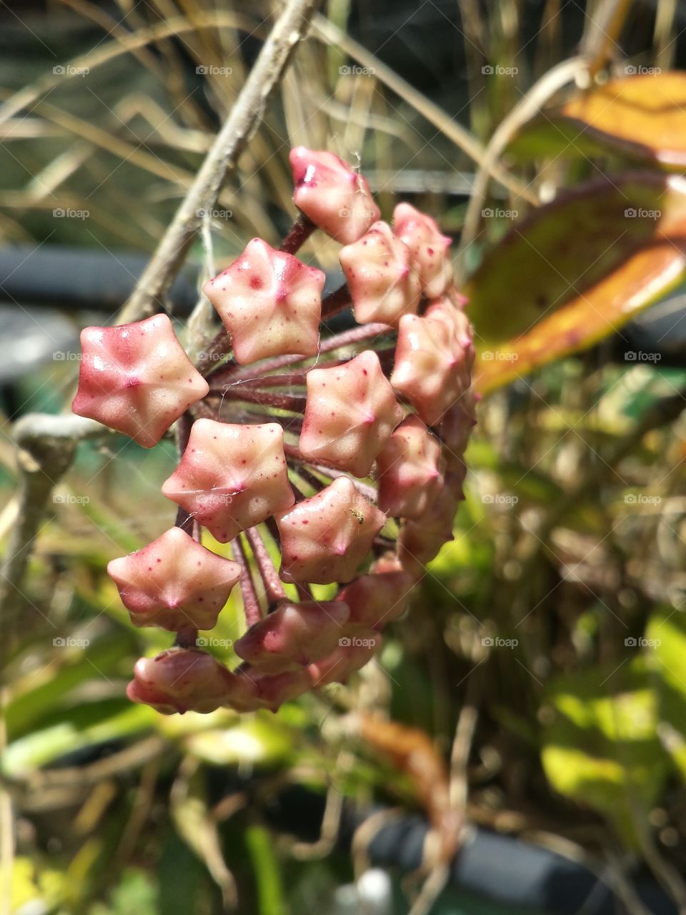 hoya flower pods