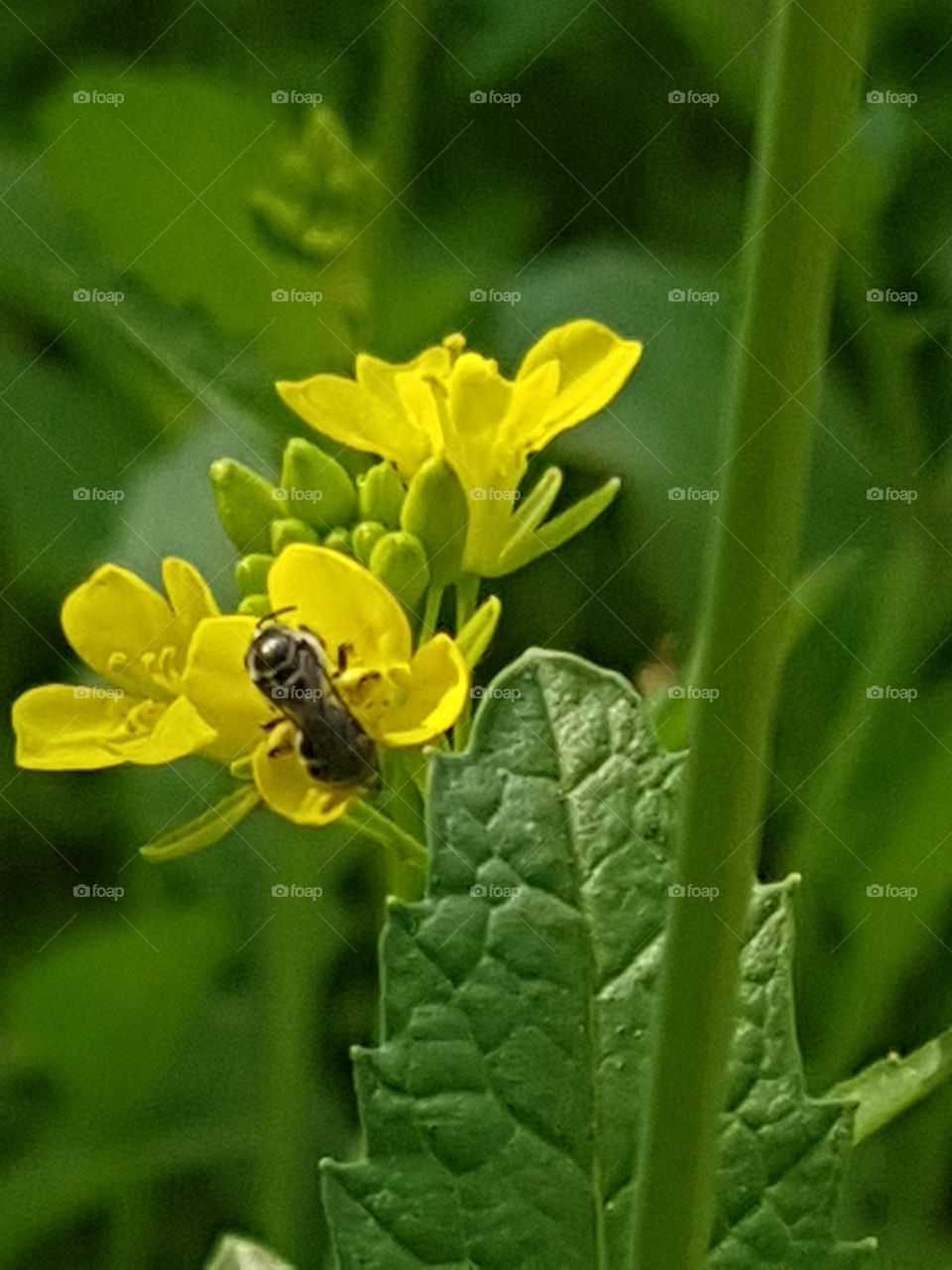 Naturally pic I this is awesome pic of a natural moments of bug on flowers it's so important for eco friendly so can you see this picture carefully and so impressive pic of nature it's so important for human life without this nothing I think .......