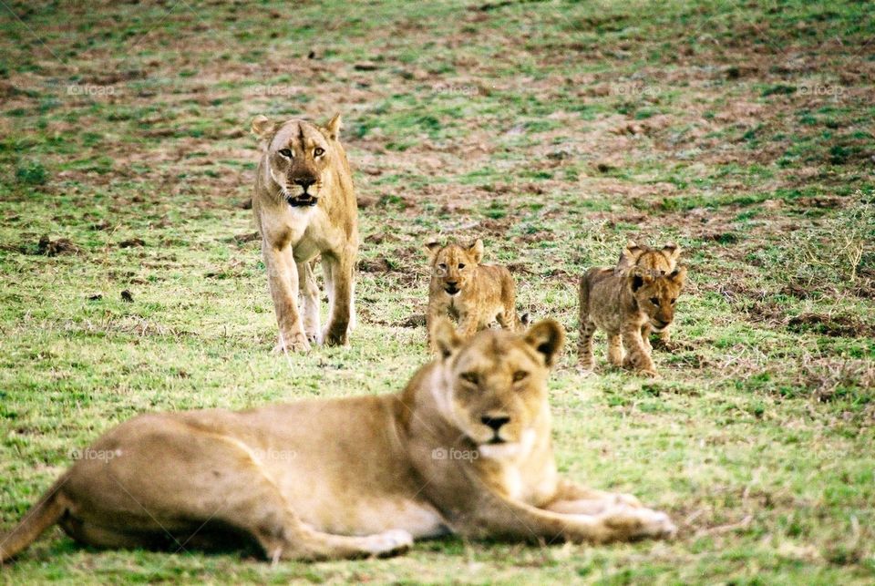 Lionesses and cubs, Zambia, Africa