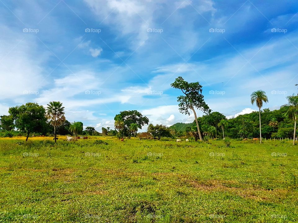 PANTANAL MS BRAZIL