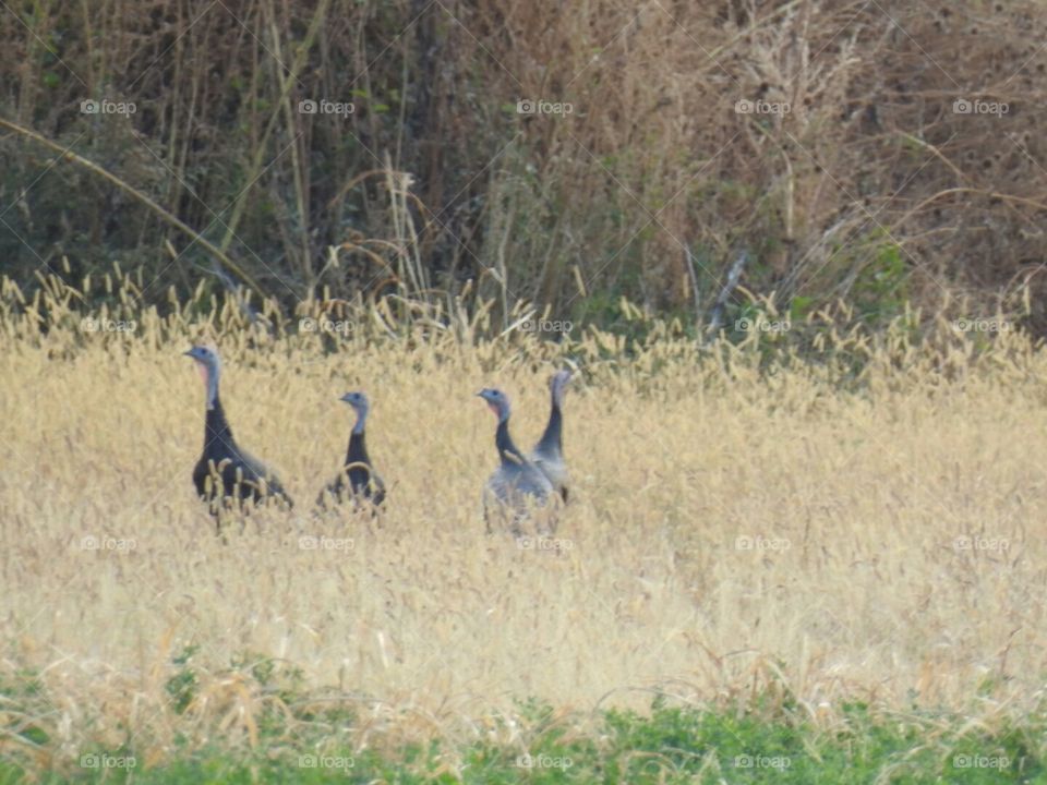 Turkey In Meadow