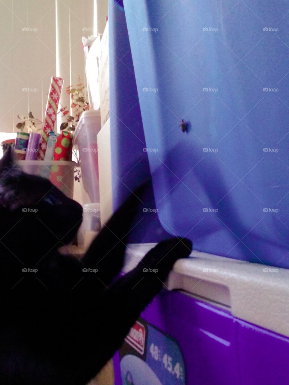 ninji found a playmate