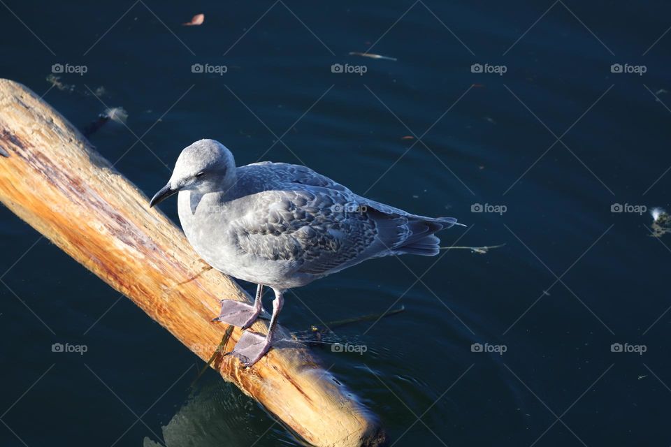 Seagull on a log in the ocean 