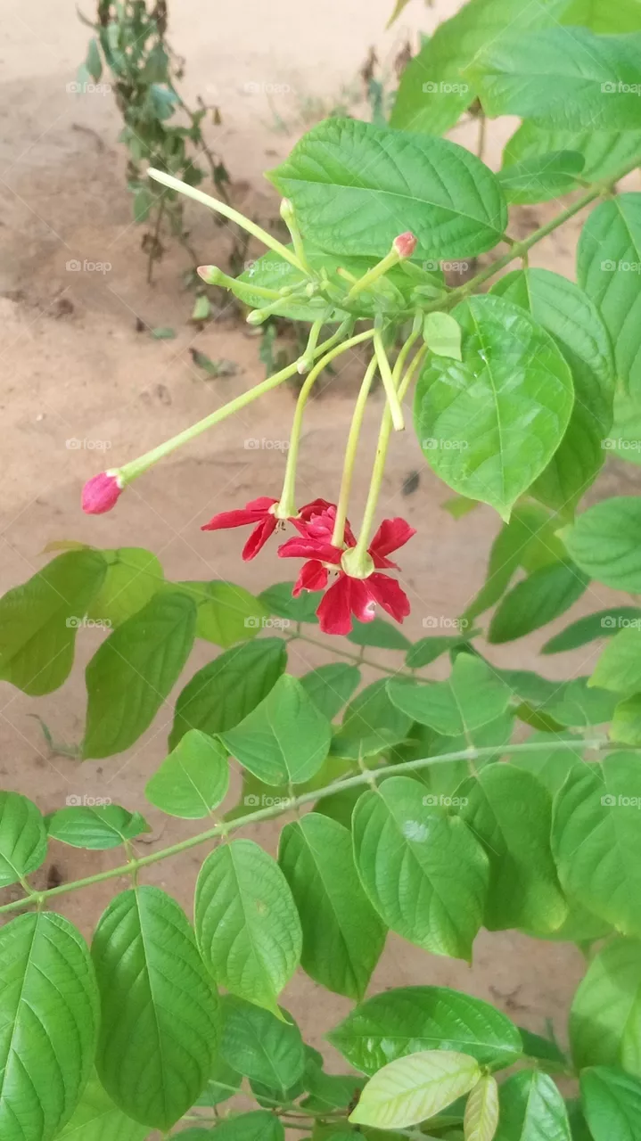 flowers