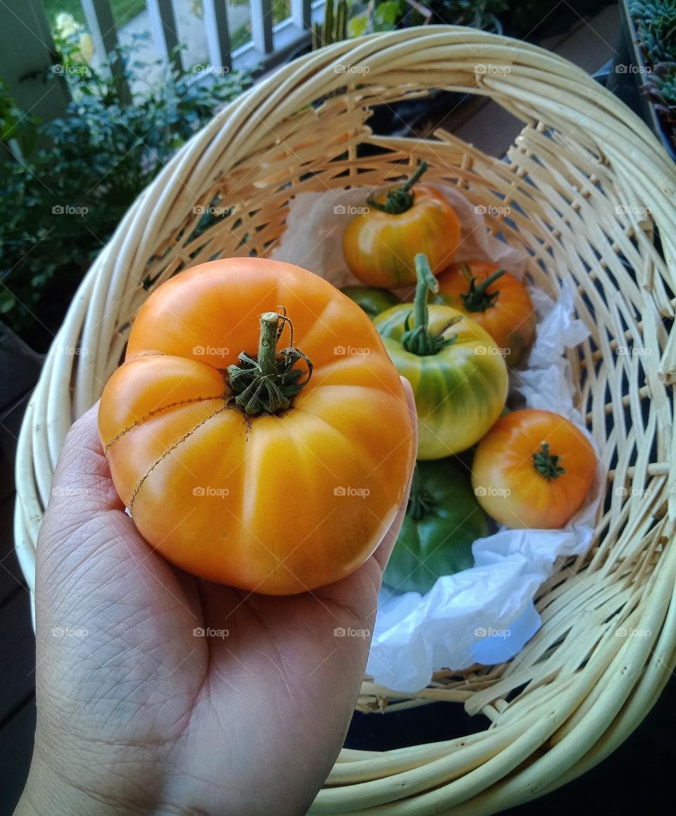 harvesting my heirloom tomatoes