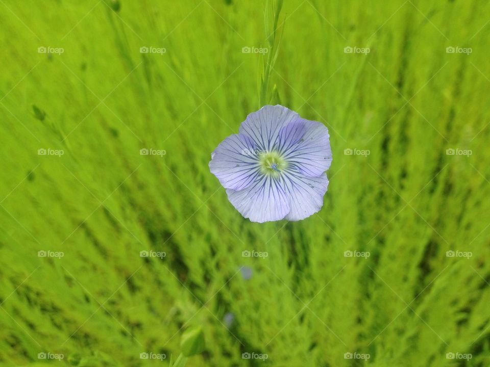 Flax flower