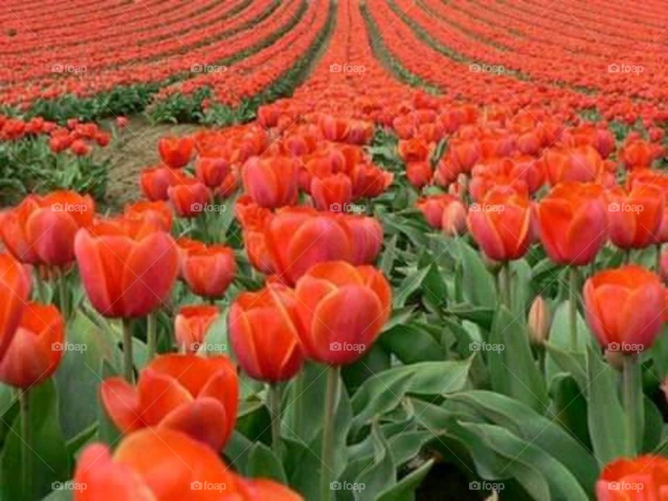 nature of tulips