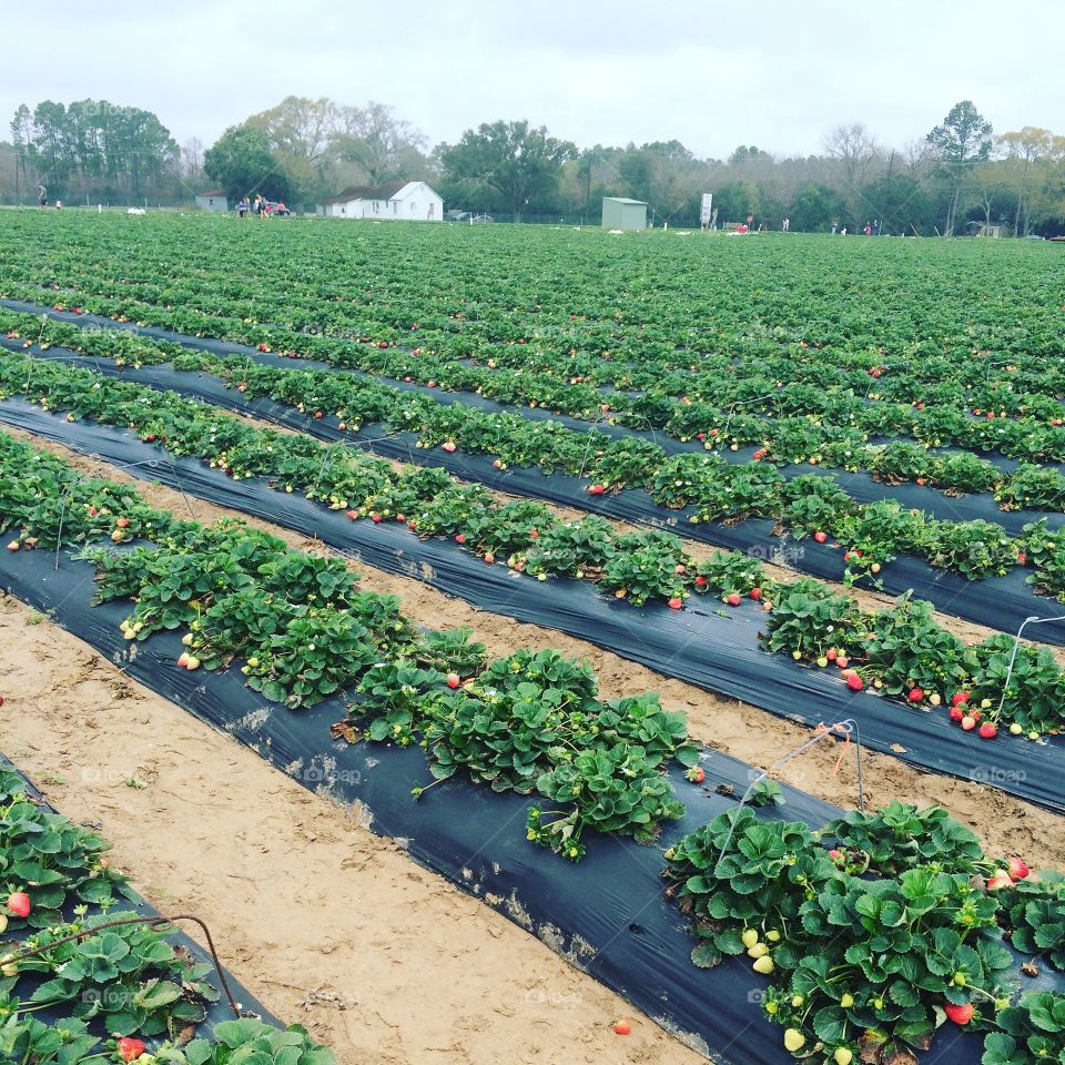 Strawberry field at Froberg Farm. 