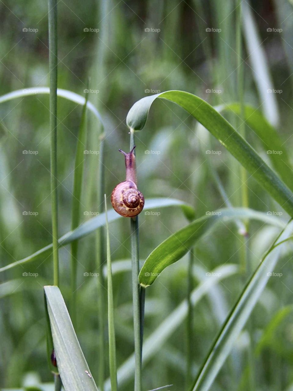 Snail on the grass