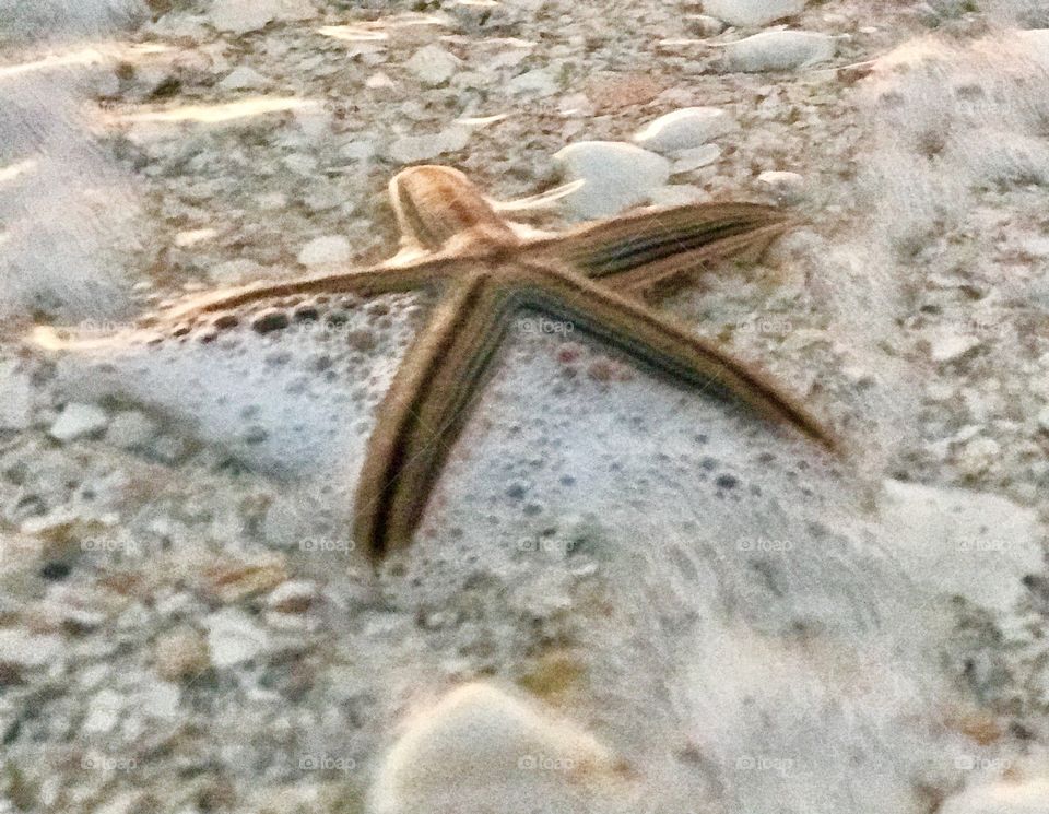 Starfish on Marco Island 