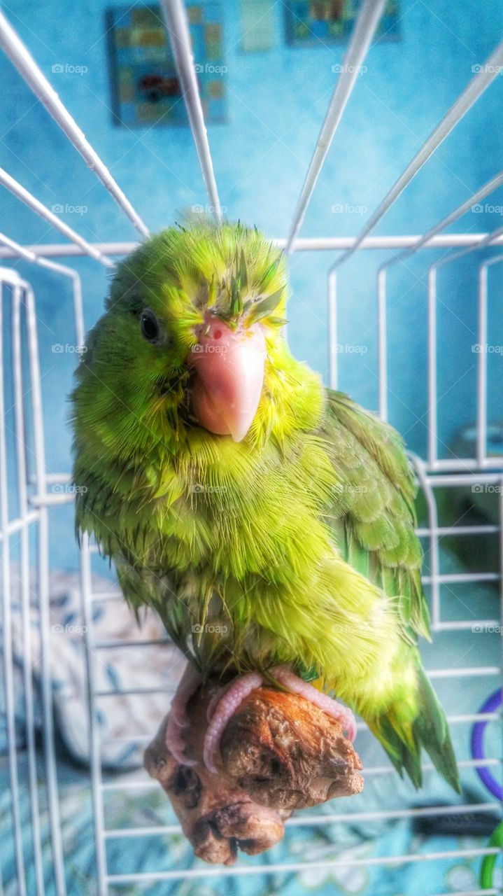 my bird after her bath
