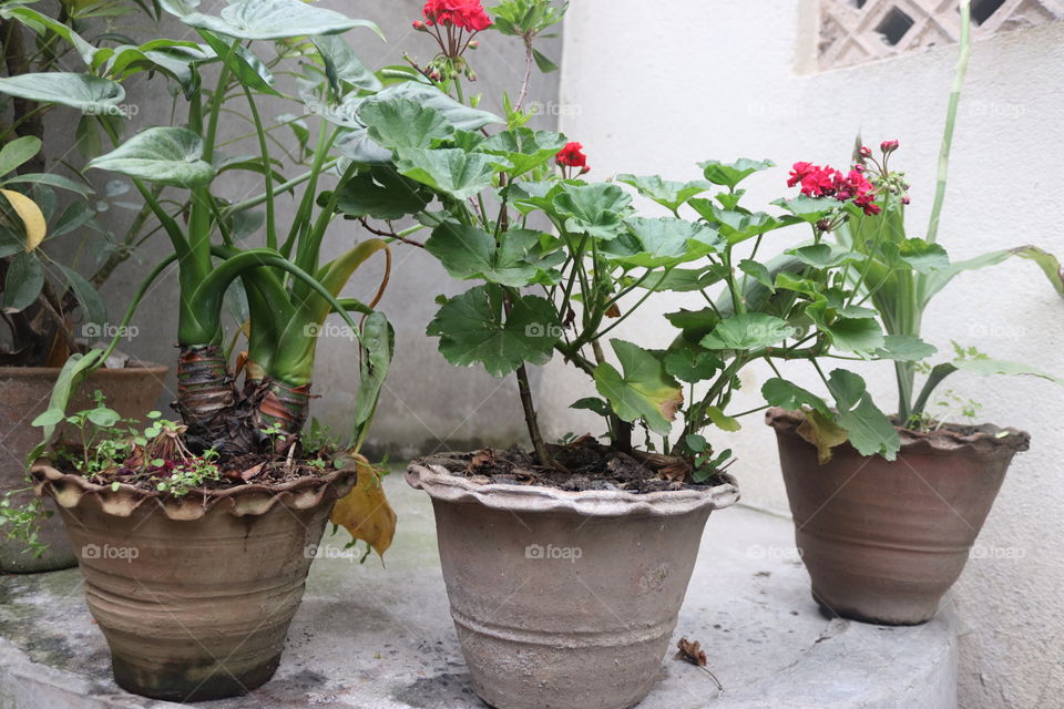 Plants at Pots