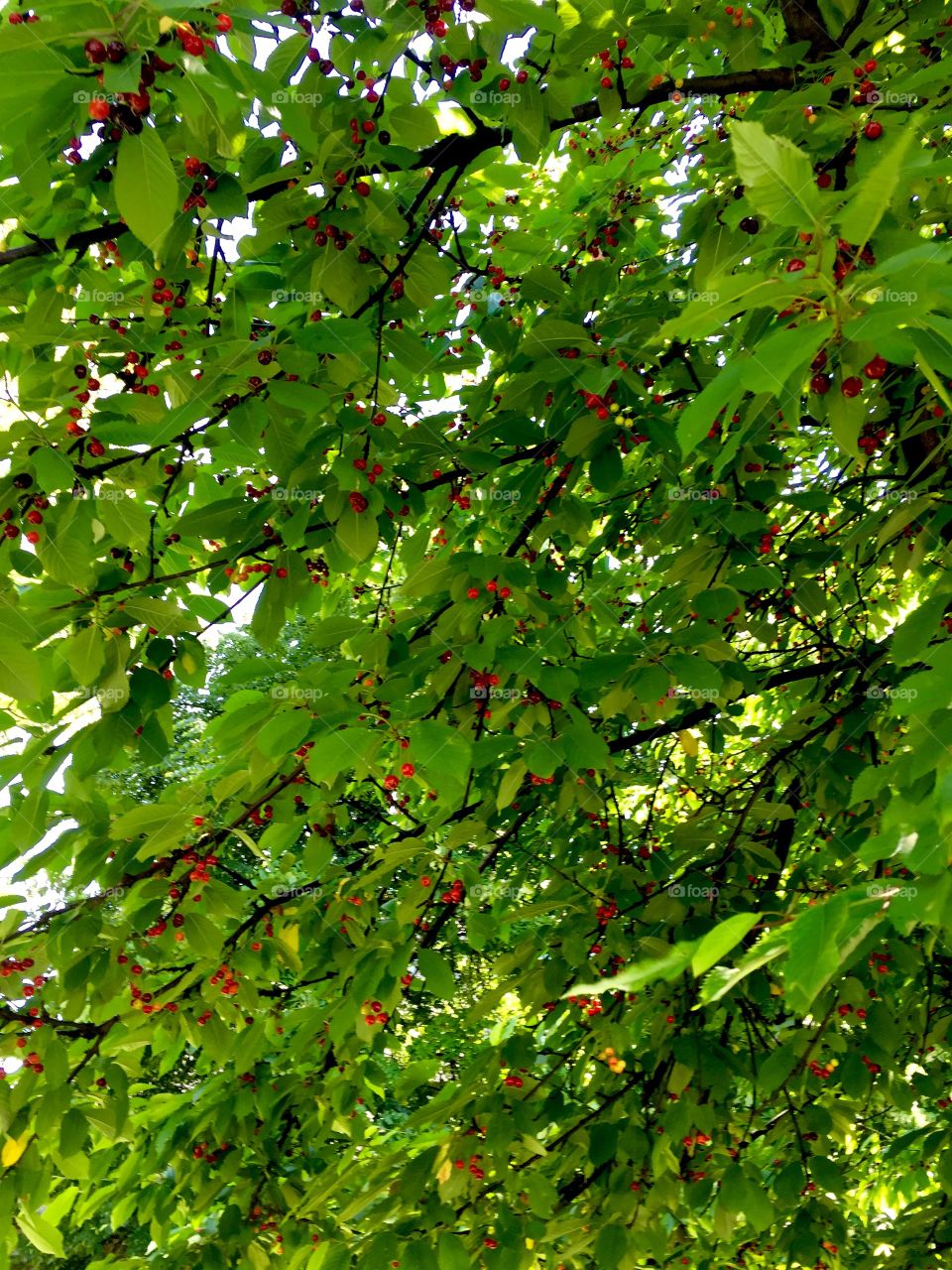 Cherries