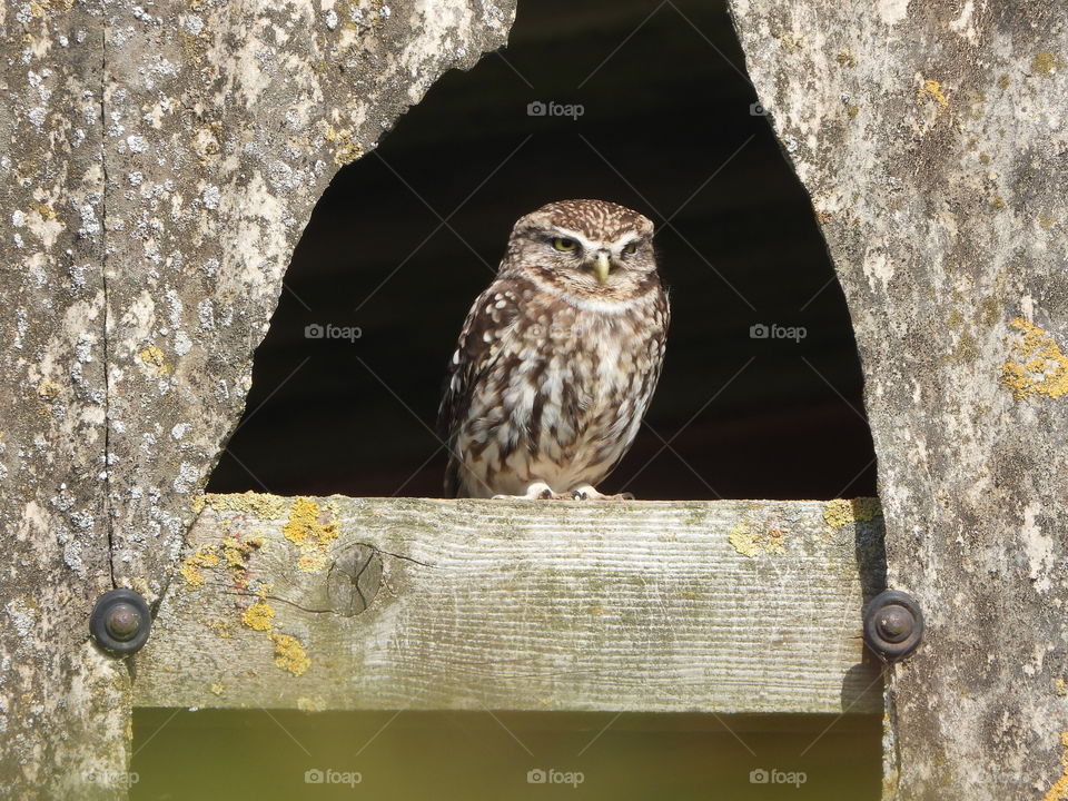 A little owl 