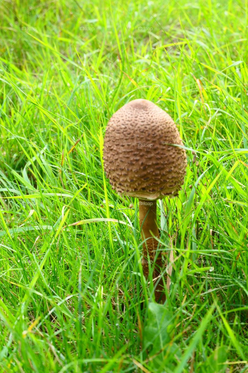 Parasol am Wegesrand