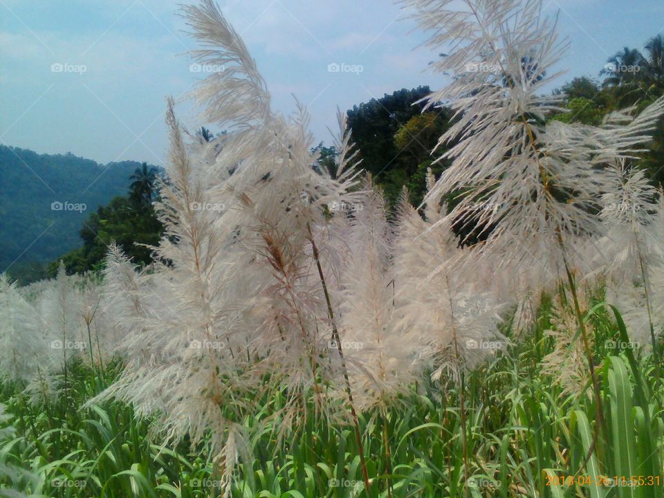 Nature, No Person, Summer, Grass, Flora