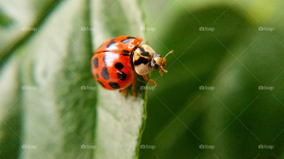 Insect, No Person, Ladybug, Nature, Biology