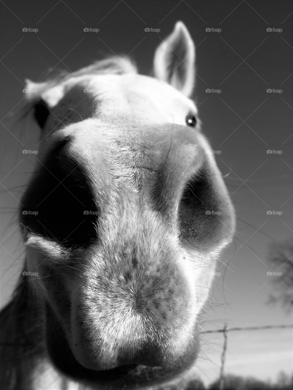 Happy Grey Horse