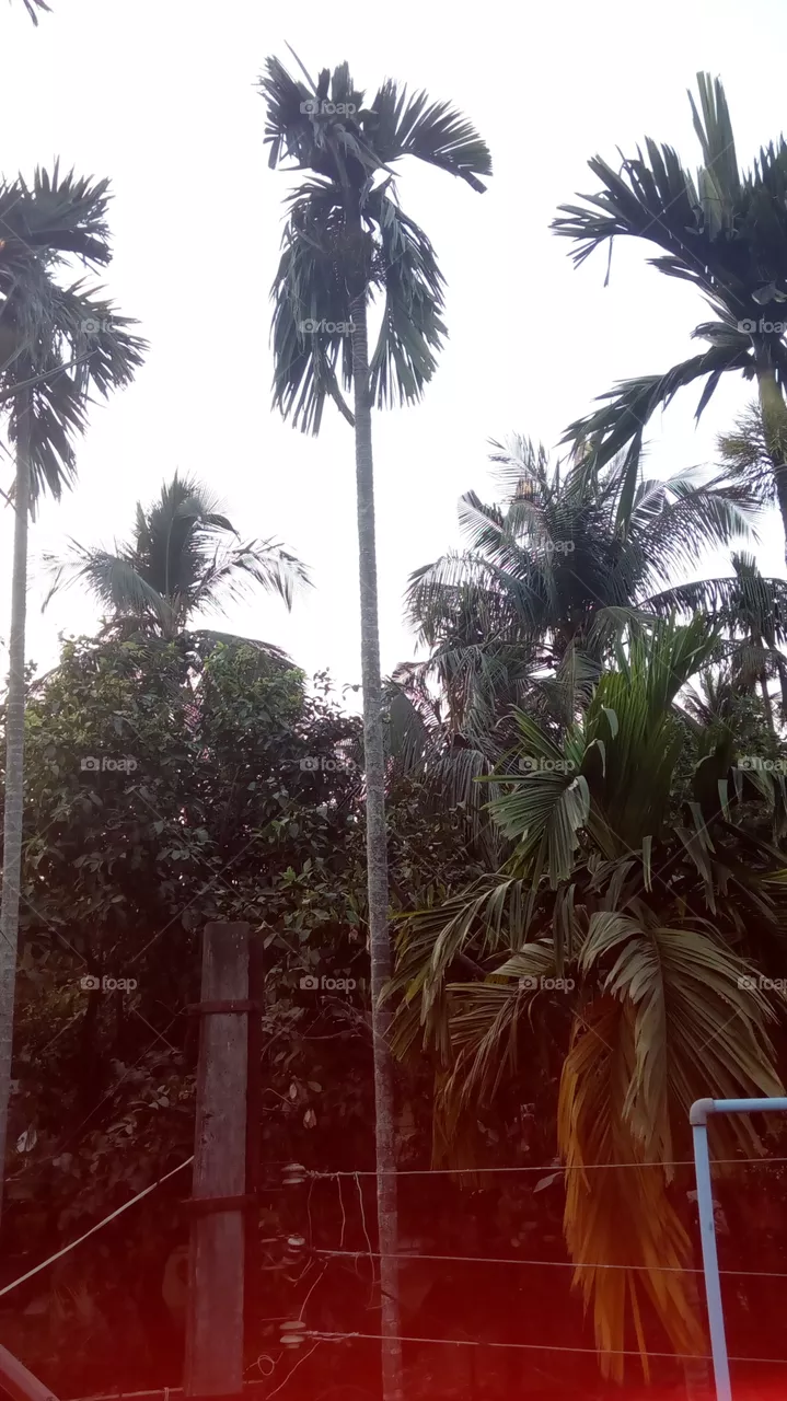 trees